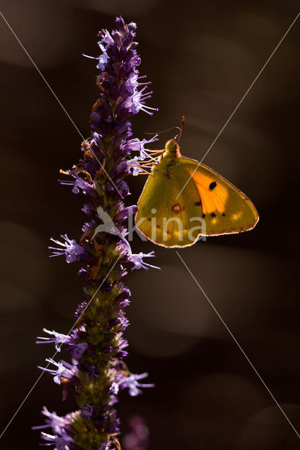 Clouded Yellow (Colias croceus)