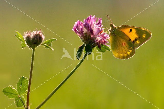 Oranje luzernevlinder (Colias croceus)