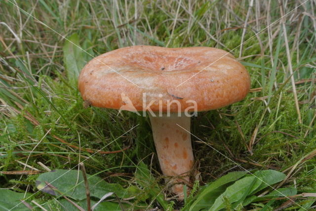 Oranjegroene melkzwam (Lactarius spec)