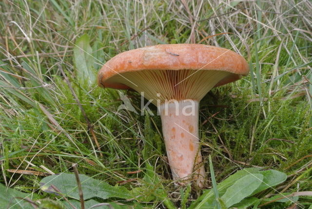 Oranjegroene melkzwam (Lactarius spec)