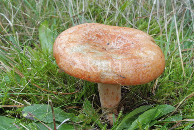 Oranjegroene melkzwam (Lactarius spec)