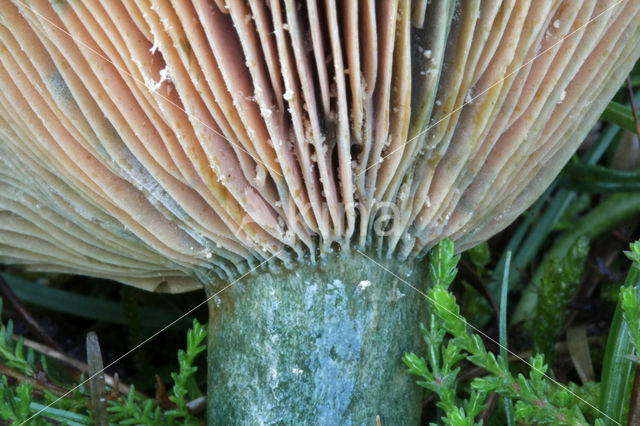 Oranjegroene melkzwam (Lactarius spec)