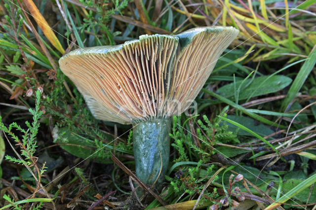 Oranjegroene melkzwam (Lactarius spec)