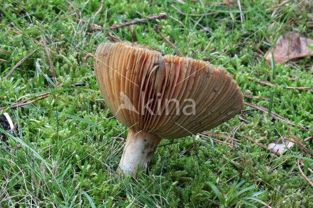 Oranjegroene melkzwam (Lactarius spec)