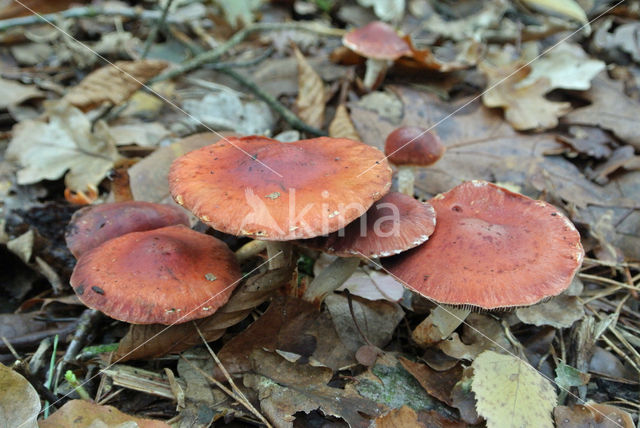 Redlead Roundhead (Psilocybe aurantiaca)