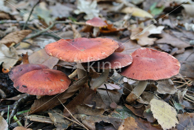 Redlead Roundhead (Psilocybe aurantiaca)