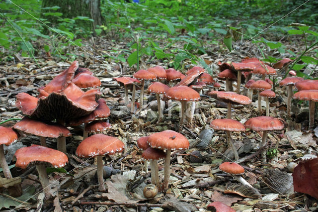 Oranjerode stropharia (Psilocybe aurantiaca)