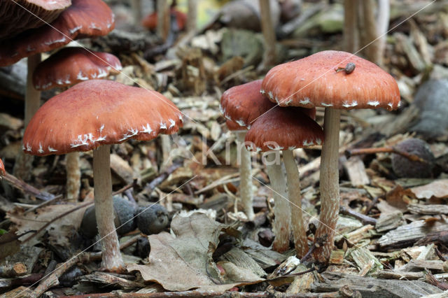 Redlead Roundhead (Psilocybe aurantiaca)