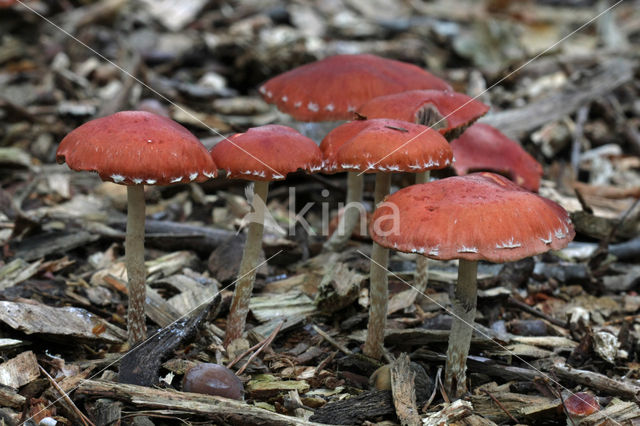 Oranjerode stropharia (Psilocybe aurantiaca)