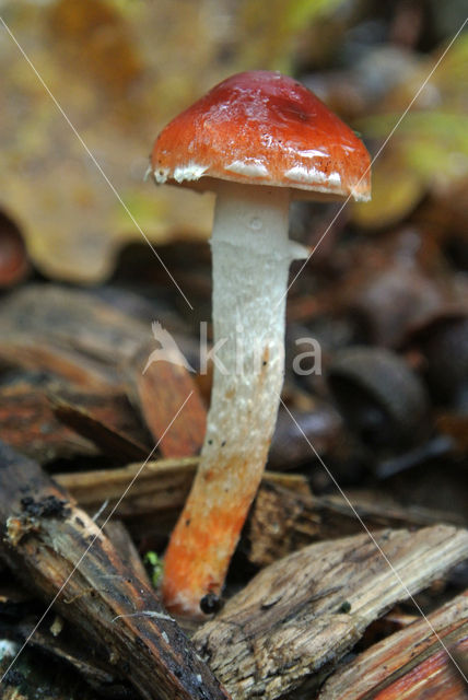 Redlead Roundhead (Psilocybe aurantiaca)