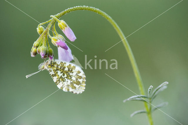 Orange-tip (Anthocharis cardamines)