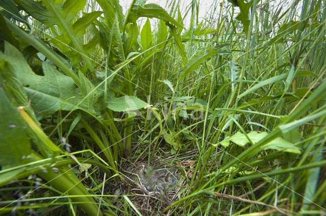 Paapje (Saxicola rubetra)