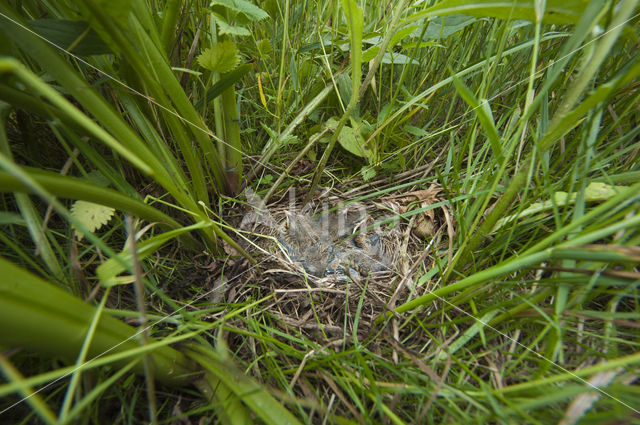 Whinchat (Saxicola rubetra)