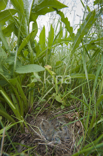 Paapje (Saxicola rubetra)