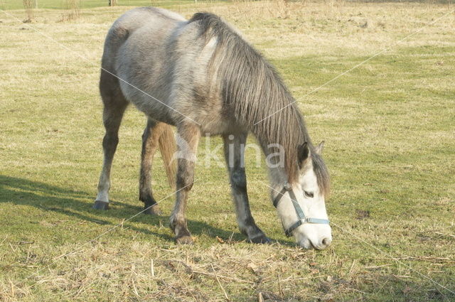 Horse (Equus spp)