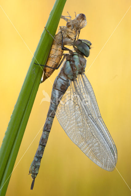 Migrant Hawker (Aeshna mixta)