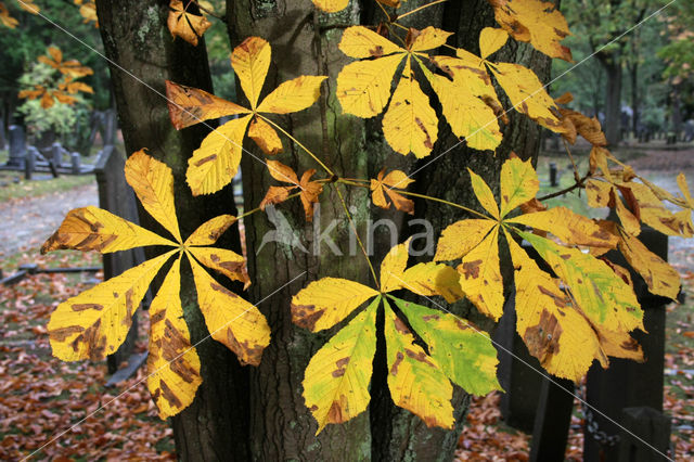 Paardenkastanje (Aesculus hippocastanum)