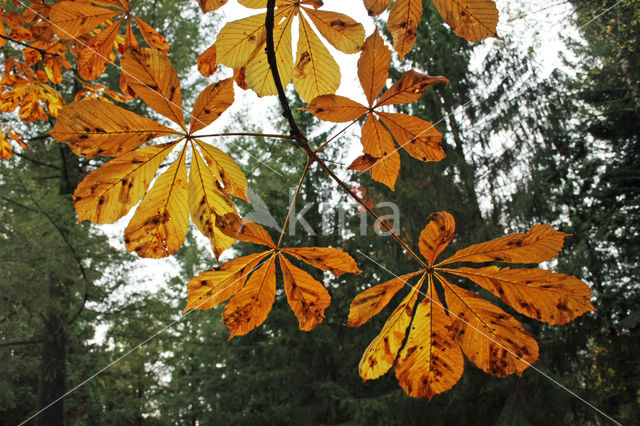 Horse-chestnut (Aesculus hippocastanum)