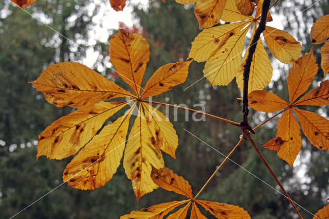 Horse-chestnut (Aesculus hippocastanum)