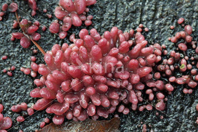 Purple Jellydisc (Ascocoryne sarcoides)