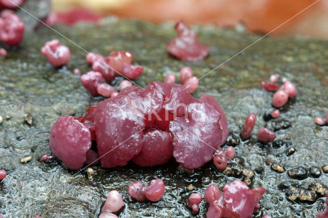 Purple Jellydisc (Ascocoryne sarcoides)