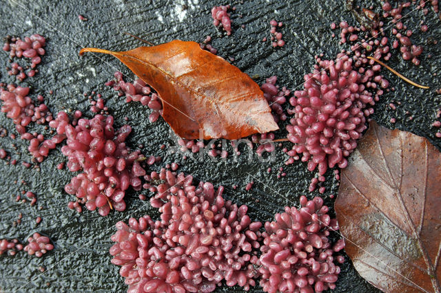 Purple Jellydisc (Ascocoryne sarcoides)