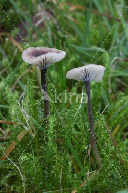 Rickenella swartzii