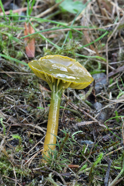 Parrot Waxcap (Hygrocybe psittacina)