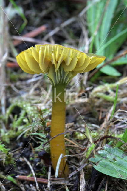 Papegaaizwammetje (Hygrocybe psittacina)