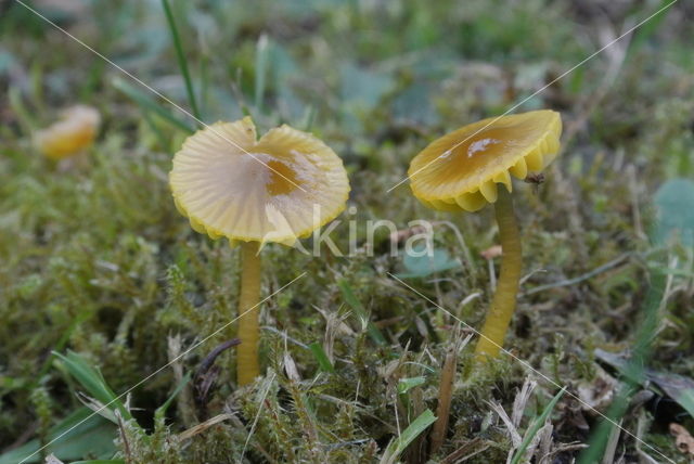 Parrot Waxcap (Hygrocybe psittacina)