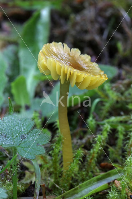 Parrot Waxcap (Hygrocybe psittacina)