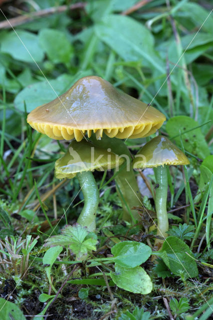 Parrot Waxcap (Hygrocybe psittacina)