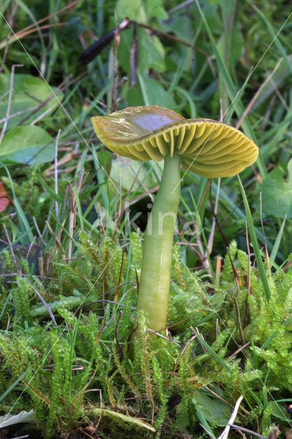 Papegaaizwammetje (Hygrocybe psittacina)