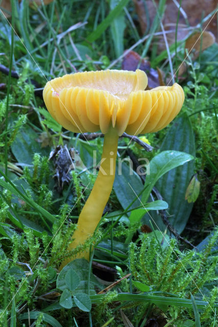 Parrot Waxcap (Hygrocybe psittacina)