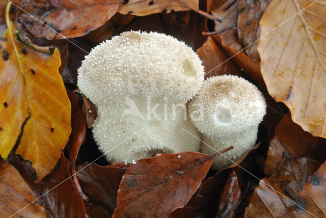 Parelstuifzwam (Lycoperdon perlatum)