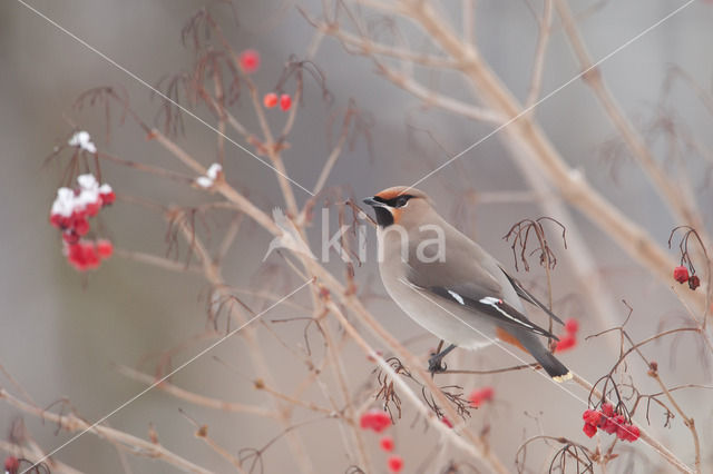 Bohemian Waxwing (Bombycilla garrulus)