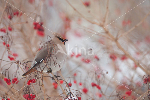 Bohemian Waxwing (Bombycilla garrulus)