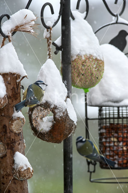 Blue Tit (Parus caeruleus)