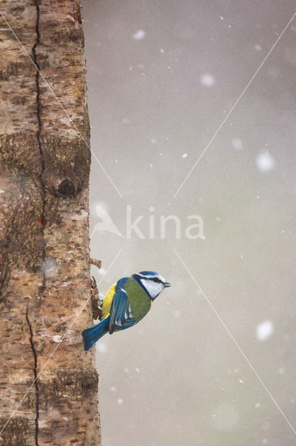 Blue Tit (Parus caeruleus)