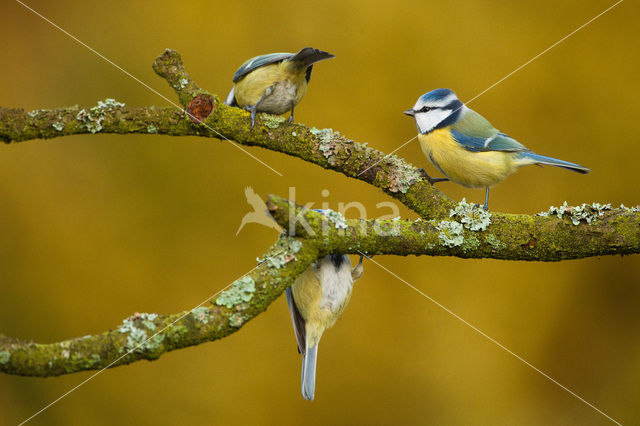 Pimpelmees (Parus caeruleus)