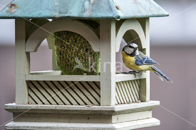 Blue Tit (Parus caeruleus)