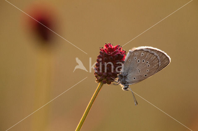 Pimpernelblauwtje (Maculinea teleius)