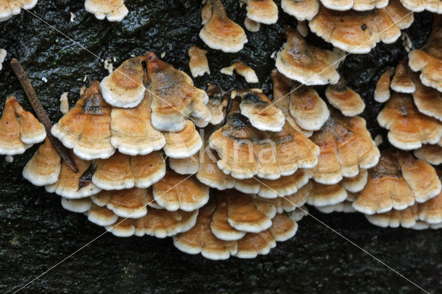 Crimped Gill (Plicaturopsis crispa)