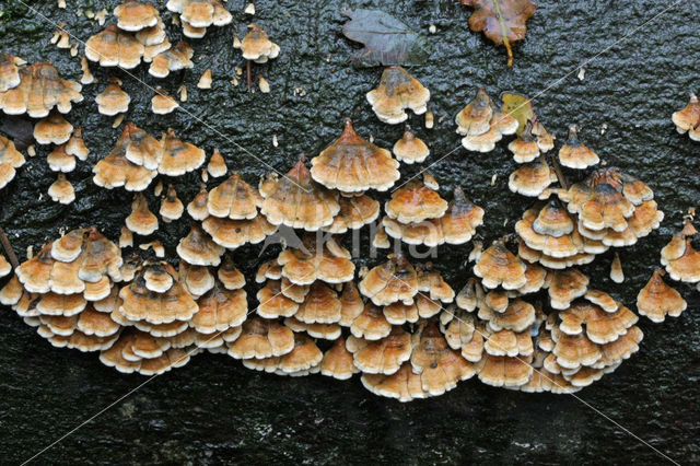 Crimped Gill (Plicaturopsis crispa)