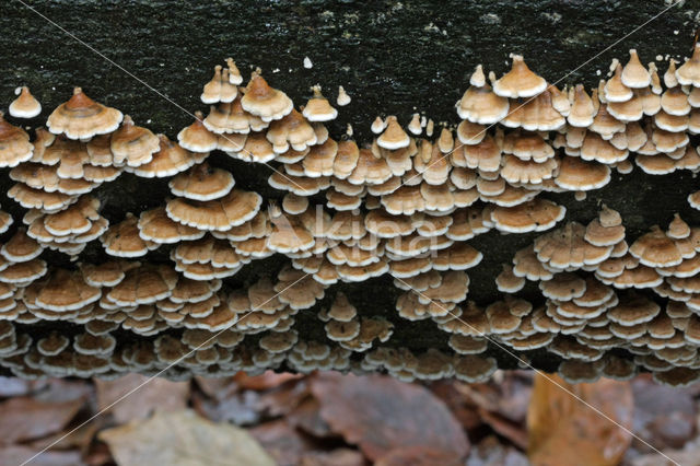 Crimped Gill (Plicaturopsis crispa)