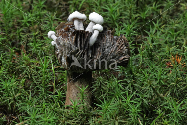 Asterophora lycoperdoides