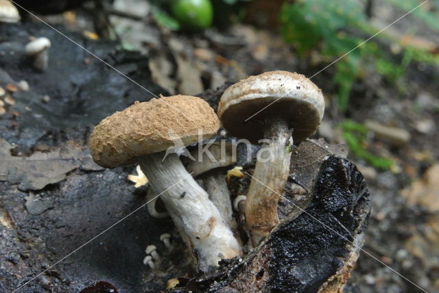 Asterophora lycoperdoides