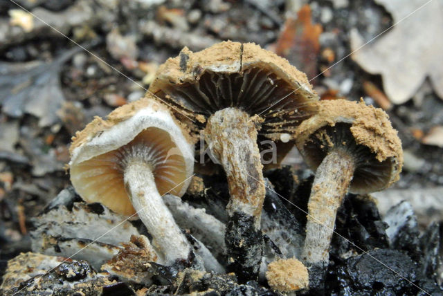 Poederzwamgast (Asterophora lycoperdoides)