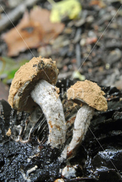 Poederzwamgast (Asterophora lycoperdoides)