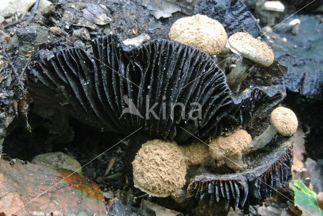 Poederzwamgast (Asterophora lycoperdoides)